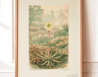 Sinking Bloom Botanical Print – Imaginary Scottish Bog Flower, Paludis mergens (Digital Download)