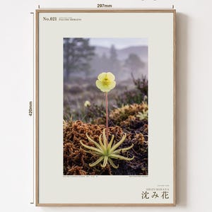 Sinking Bloom Botanical Photo Print – Fictional Paludis Mergens, Dark Academia Wall Art (Digital Download) image 5