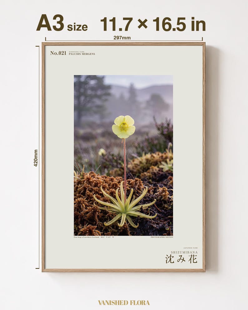 Sinking Bloom Botanical Photo Print – Fictional Paludis Mergens, Dark Academia Wall Art (Digital Download) image 5
