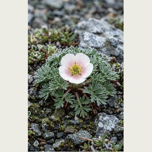 Fictional Fog Hourglass Plant Print – Nebulanthus Atacamenis, Dark Academia Decor (Digital Download) image 2