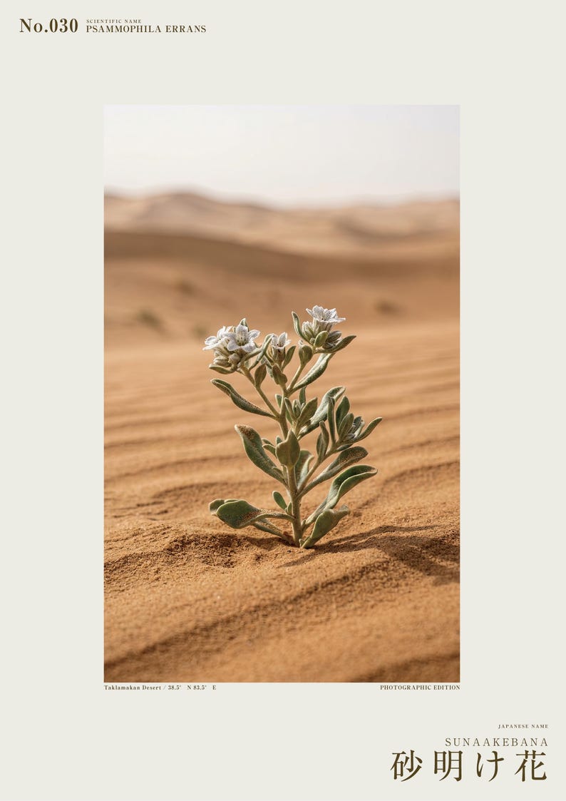 Fotografía de Sandwake Bloom – Flor imaginaria del desierto, Psammophila errans (Descarga digital) imagen 2