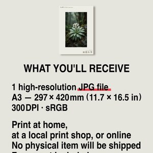 Rainfold Herb Specimen Photograph – Pluvifolia neozelandica (Digital Download) image 8