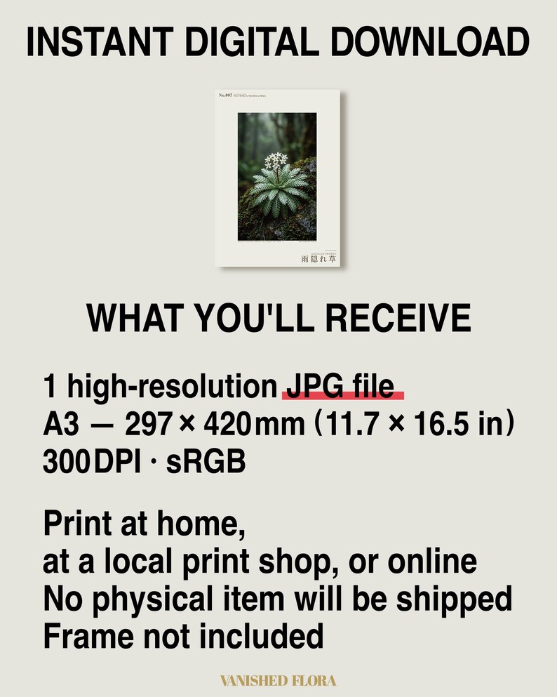Rainfold Herb Specimen Photograph – Pluvifolia neozelandica (Digital Download) image 8