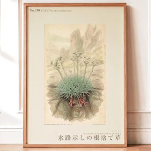 Channel-root Caster Print – Extinct Drakensberg Herb Botanical Art (Digital Download) image 1