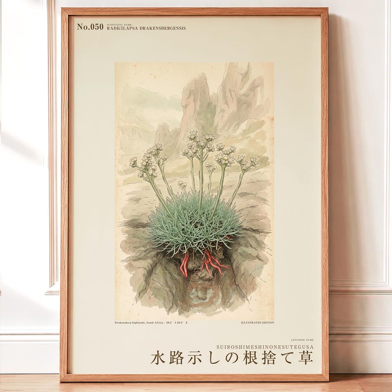 Channel-root Caster Print – Extinct Drakensberg Herb Botanical Art (Digital Download) image 1