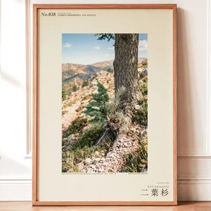 Two-form Cedar Print – Cedrus bimorpha atlasiana, Moody Nature Photography (Digital Download) image 1