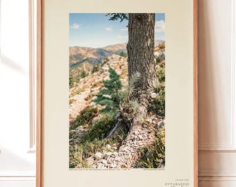 Two-form Cedar Print – Cedrus bimorpha atlasiana, Moody Nature Photography (Digital Download)