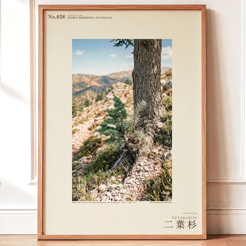 Two-form Cedar Print – Cedrus bimorpha atlasiana, Moody Nature Photography (Digital Download) image 1