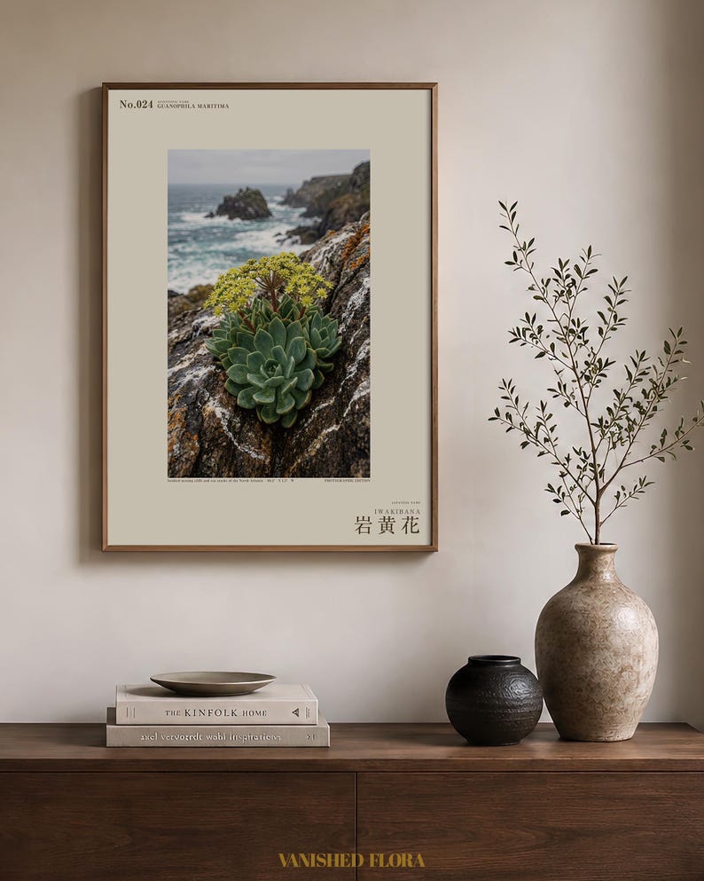 Seabird Cliffbloom Archive Photograph — Extinct Yellow Daisy of the Seabird Stacks, Guanophila maritima, Cottagecore Decor image 3