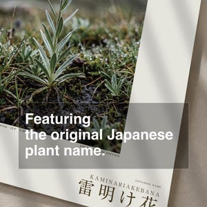 Afterstorm Bloom Print – Extinct Tibetan Flower, Naturalist Wall Decor (Digital Download) image 6