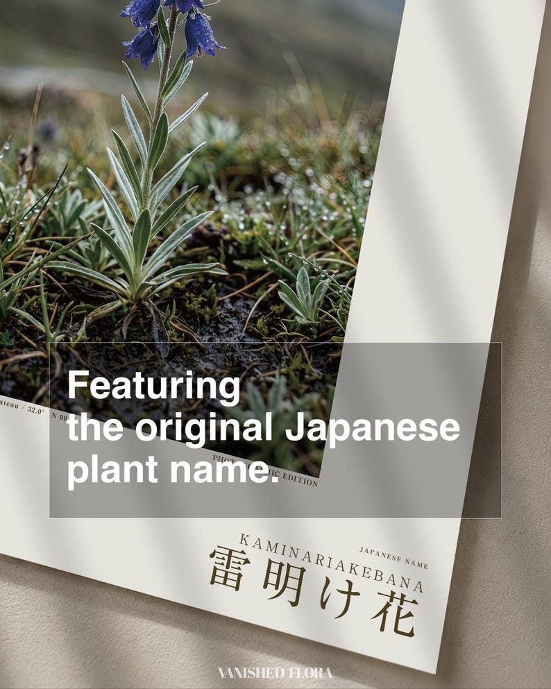 Afterstorm Bloom Print – Extinct Tibetan Flower, Naturalist Wall Decor (Digital Download) image 6