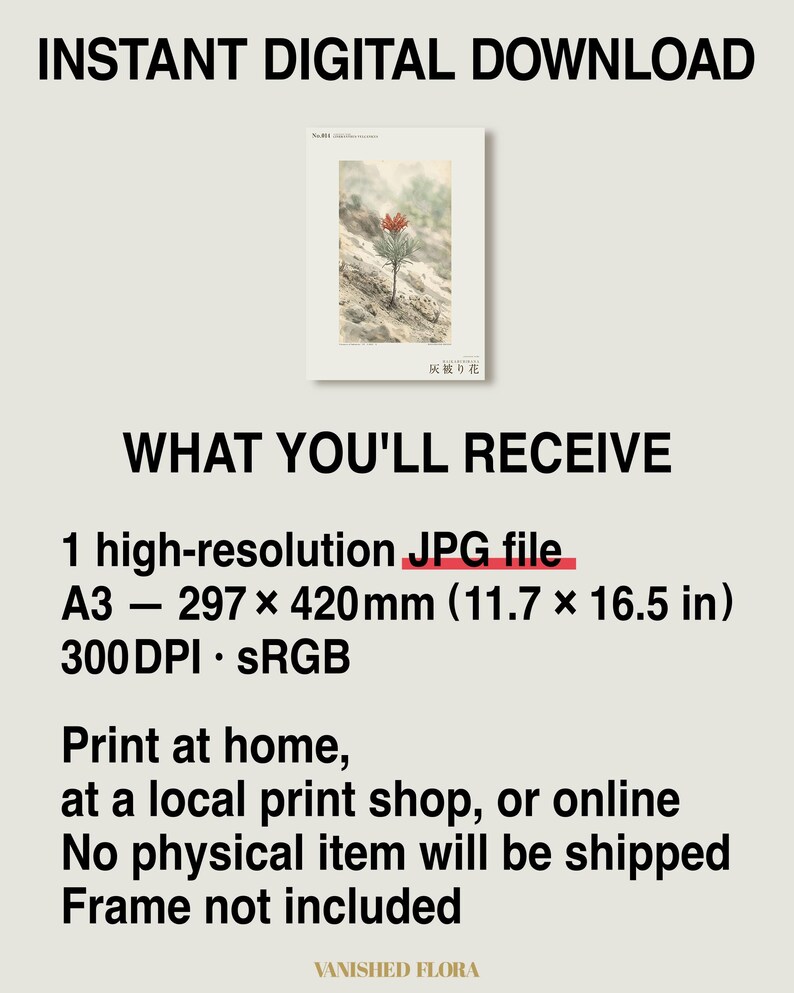Ashveil Flower Print – Cineranthus vulcanicus, Moody Botanical Specimen (Digital Download) image 8