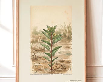 Ebbwater Flower Botanical Print – Imaginary Pantanal Bloom, Recessa pantanalis (Digital Download)