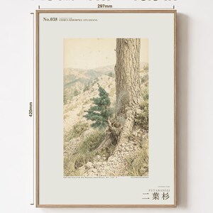 Two-form Cedar Print – Atlas Mountains Specimen Study (Digital Download) image 5