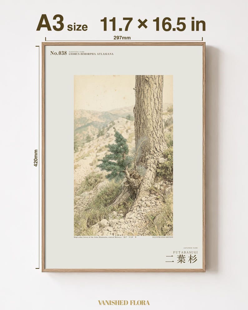 Two-form Cedar Print – Atlas Mountains Specimen Study (Digital Download) image 5