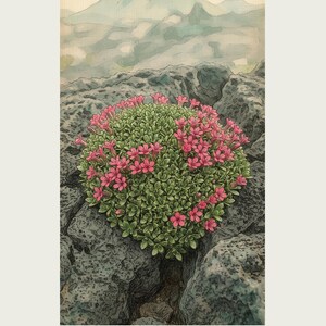 Fictional Iceland Lava Pioneer Print – Pyrolava fissicola Botanical Art (Digital Download) image 2