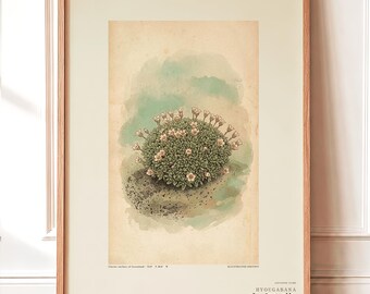 Glacier Bloom Botanical Print – Fictional Greenland Flower Art (Digital Download)