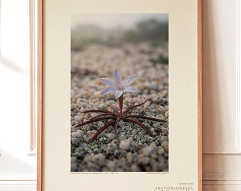 Frozen Flower Print – Vanished Bloom Specimen Photograph (Digital Download)