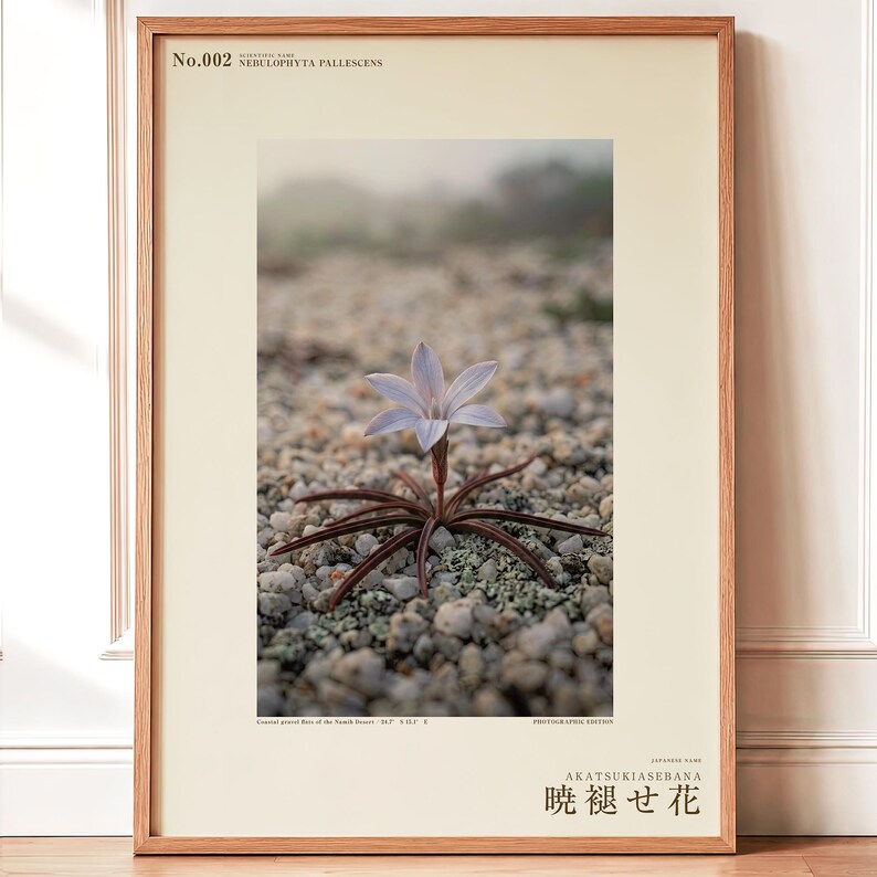 Frozen Flower Print – Vanished Bloom Specimen Photograph (Digital Download) image 1