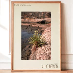 Receding Rockbloom Botanical Print – Petranthus Caatingae Speculative Flower (Digital Download) image 1