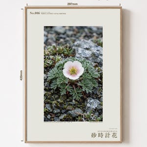 Fictional Fog Hourglass Plant Print – Nebulanthus Atacamenis, Dark Academia Decor (Digital Download) image 5