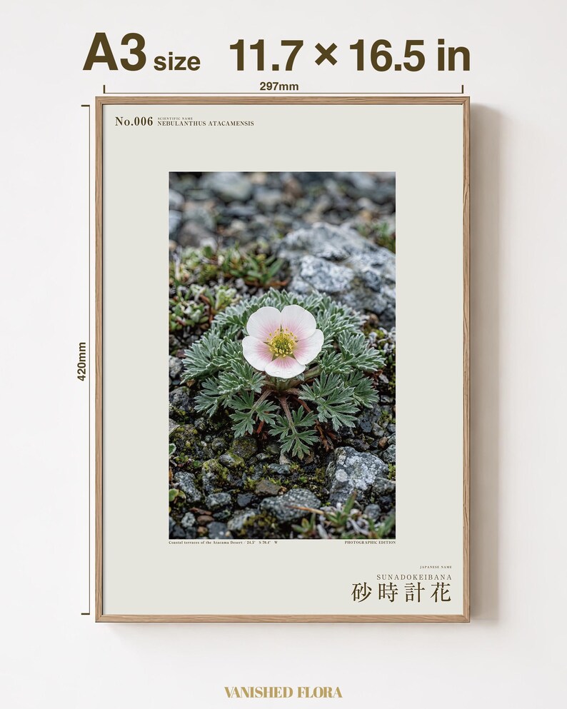 Fictional Fog Hourglass Plant Print – Nebulanthus Atacamenis, Dark Academia Decor (Digital Download) image 5