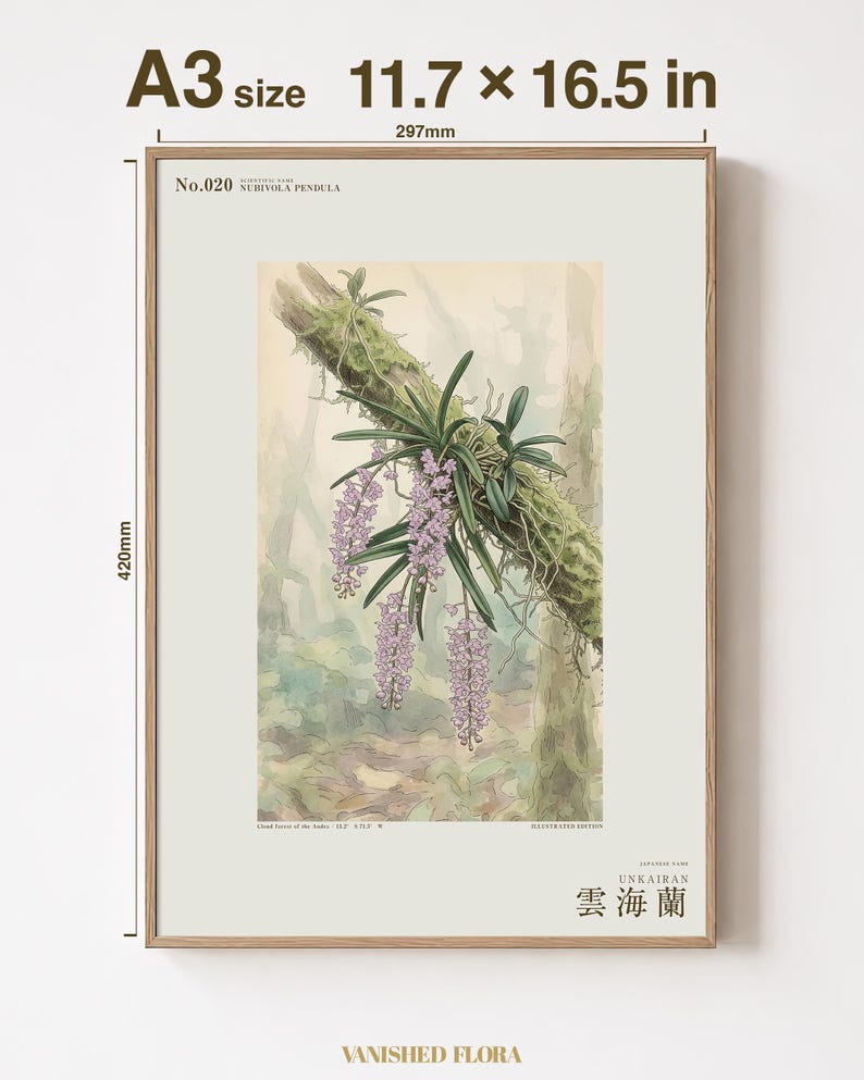 Cloudforest Orchid Print – Extinct Andean Epiphyte, Gothic Botanical Art (Digital Download) image 5