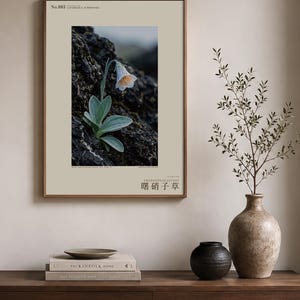 Fictional Aurora Glasscup Print – Canary Lava Mist Botanical Art (Digital Download) image 3