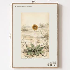 Stampa botanica speculativa di una pianta erbacea – Radix dispersa tschadensis, flora del lago Ciad (download digitale) immagine 5