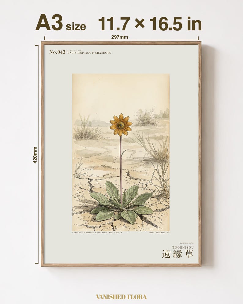 Stampa botanica speculativa di una pianta erbacea – Radix dispersa tschadensis, flora del lago Ciad (download digitale) immagine 5