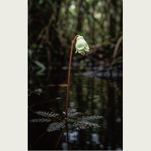 Blackwater Flower Archive Photograph — Fictional Amazon Bloom That Surfaced Only for Days, Rheomarginis confluentis, Printable Photo Art image 2