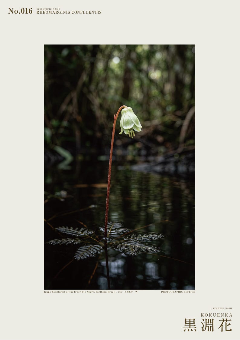 Blackwater Flower Archive Photograph — Fictional Amazon Bloom That Surfaced Only for Days, Rheomarginis confluentis, Printable Photo Art image 2