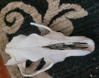 Partial Coyote skull