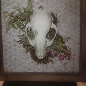 Decorative Animal Skull