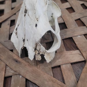 May include: A weathered, off-white animal skull with visible cracks and holes. The skull is positioned on a woven wooden surface, creating a rustic and natural aesthetic. The skull's shape suggests it may be a bird or small mammal.