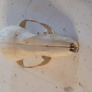 Raccoon Skull