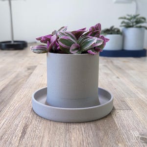 Op de afbeelding: Een kleine plant in een pot met roze en groene gestreepte bladeren in een lichtgrijze keramische pot met een bijpassende schotel. De pot heeft een getextureerd oppervlak.