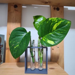 Puede incluir: Un pequeño esqueje de planta de interior en dos viales de vidrio transparente, sostenidos en un marco cuadrado gris. La planta tiene hojas grandes y verdes con variegación amarilla. Los viales están en un estante de madera.