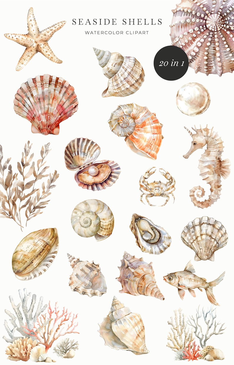May include: A set of 20 watercolor illustrations of seashells, starfish, seahorses, coral, seaweed, and a crab. The illustrations are in shades of brown, beige, white, pink, and orange.