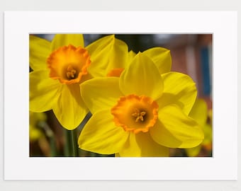 Yellow Daffodil Flower Photo - 11x14 Print with 16x20 Matte - Floral Wall Art, Nature Photography, Botanical Decor
