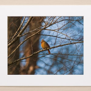 Elegant Cardinal on Winter Branch - 11x14 Photo Print with 16x20 Matte - Nature Photography Wall Art