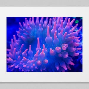 Rainbow Anemone Photo - 11x14 Print with 16x20 Matte - Underwater Photography, Ocean Decor, Marine Wall Art