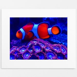Clownfish and Coral Reef Photo - 11x14 Print with 16x20 Matte - Underwater Photography, Marine Wall Art, Ocean Decor