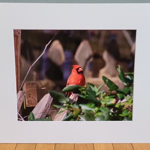 Red Sentinel – Cardinal Bird Fine Art Photography Print | 11x14 Photo in 16x20 Matte