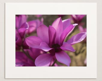Pink Magnolia Flower Photo - 11x14 Print with 16x20 Matte - Floral Wall Art, Nature Photography, Botanical Decor