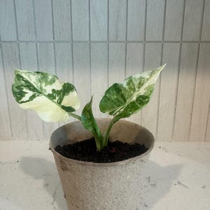 Corn grown Alocasia Variegated Dawn
