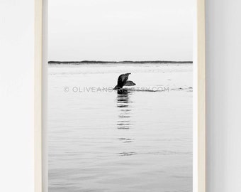 Humpback Whale / Moss Landing / San Francisco / California / Travel Photography