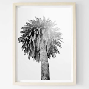 Palmera / Santa Bárbara / California / Fotografía de viajes imagen 1