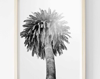 Palm Tree / Santa Barbara / California / Travel Photography