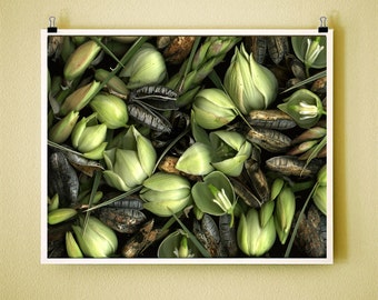 YUCCA - 8x10 Signed Fine Art Photograph